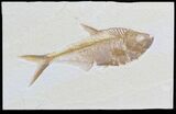 Excellent Diplomystus Fish Fossil From Wyoming #32733-1